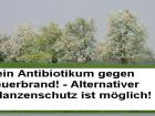Alternativen gegen Feuerbrand statt Antibiotika-Einsatz