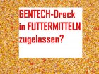 Kontamination von Futtermitteln mit nicht-zugelassenen GVOs